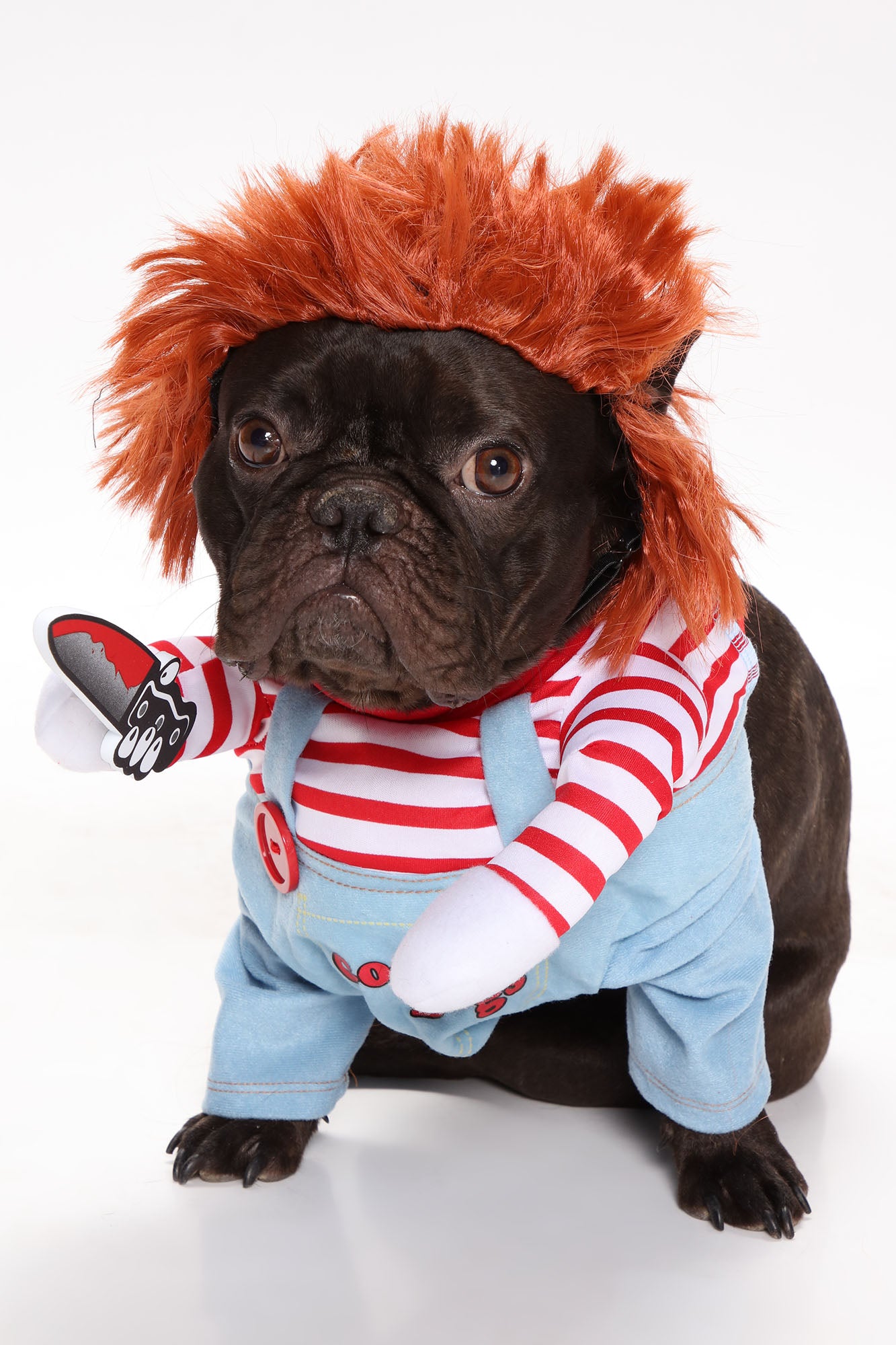 Where to Find Adorable Halloween Pet Costumes in NoVA